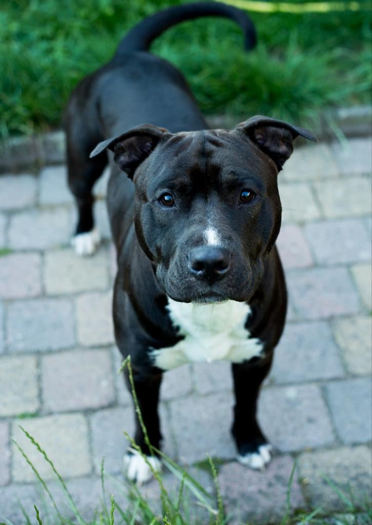 Pitbull dekreu, 15 weken tot 1 jaar, Reu, Eén hond, Nederland