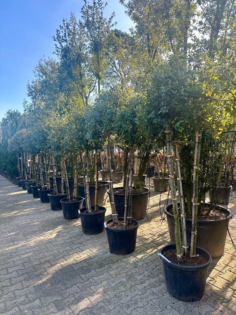 Groenblijvende steeneik (Quercus ilex) 3 stammig te koop!!!, 100 tot 250 cm, Zomer, Volle zon, In pot