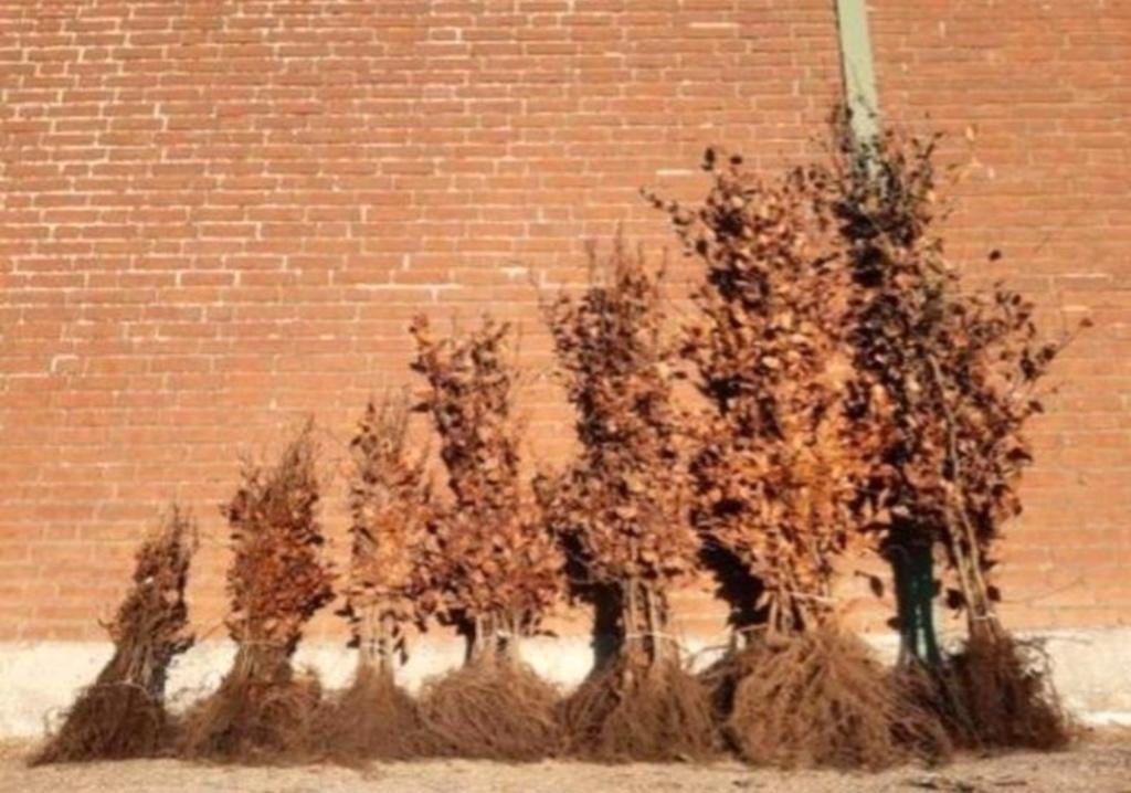 Beuken fagus sylvatica Groen en Rood laatste nu 30% korting, Tuin en Terras, Planten | Struiken en Hagen, Ophalen, Beukenhaag