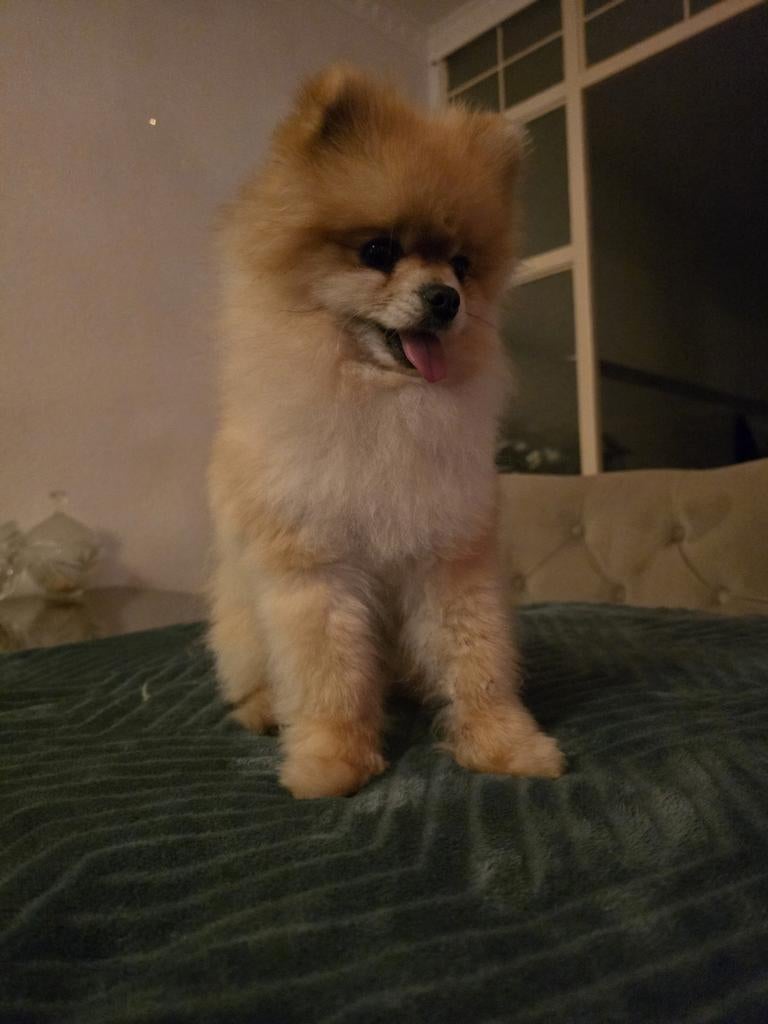 Pomeriaan bearface dekreu. Niet te koop!, Dieren en Toebehoren, Keeshond, Rabiës (hondsdolheid), Reu, Eén hond