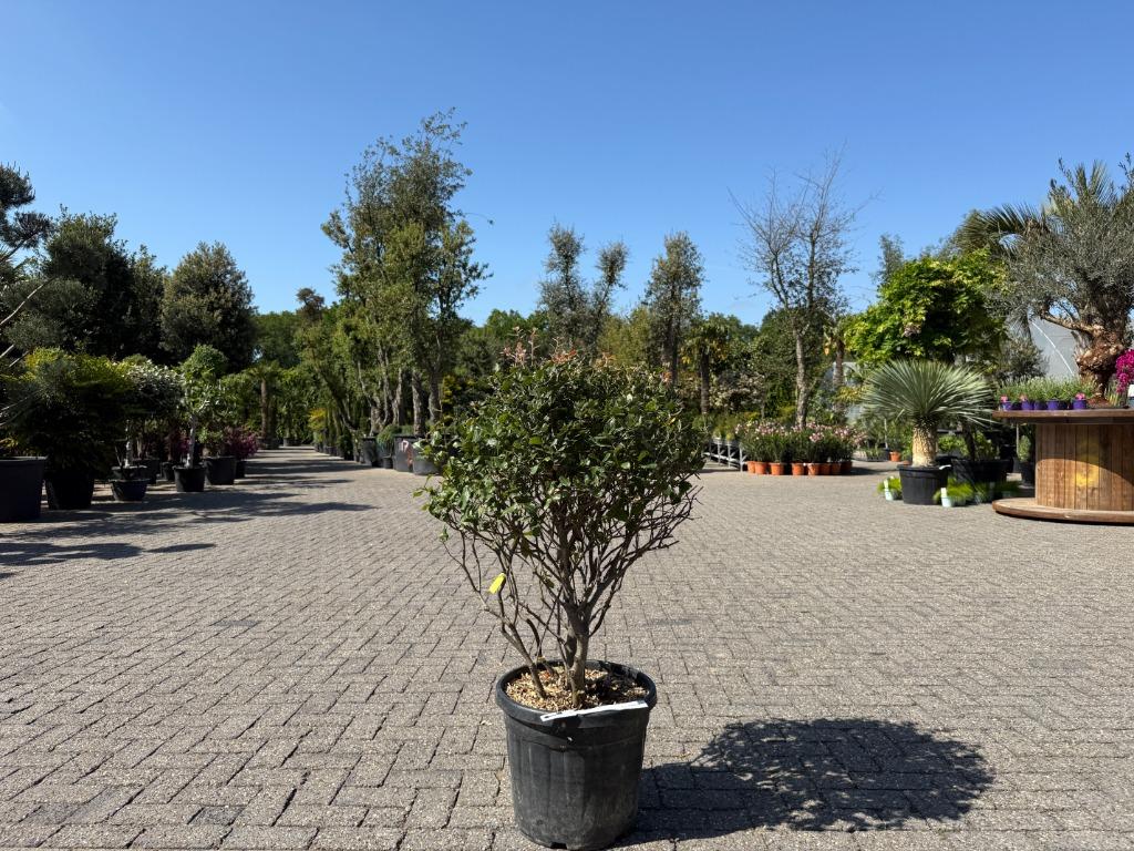 Meerstammige Quercus ilex - Meerstammige steeneik te koop!!!, Minder dan 100 cm, Zomer, Volle zon, In pot