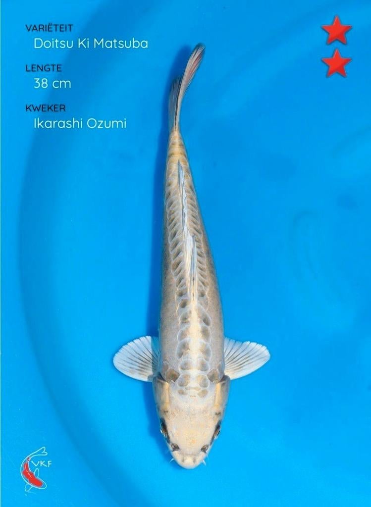 Japanse Koi, Dieren en Toebehoren, Karper of Koi