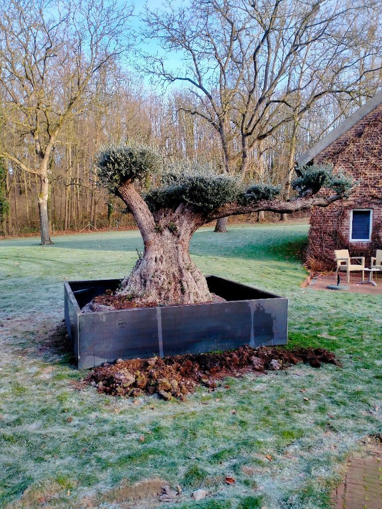 Foto 17 van Cortenstalen xl bloembakken maatwerk