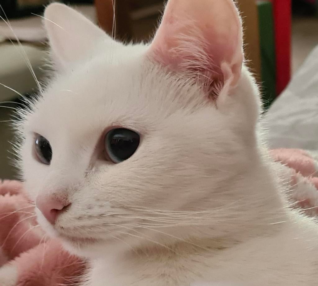 Lieve Senna (Turkse Angora/Turkse Van) zoekt een nieuw thuis, Dieren en Toebehoren, Katten en Kittens | Overige Katten, Poes