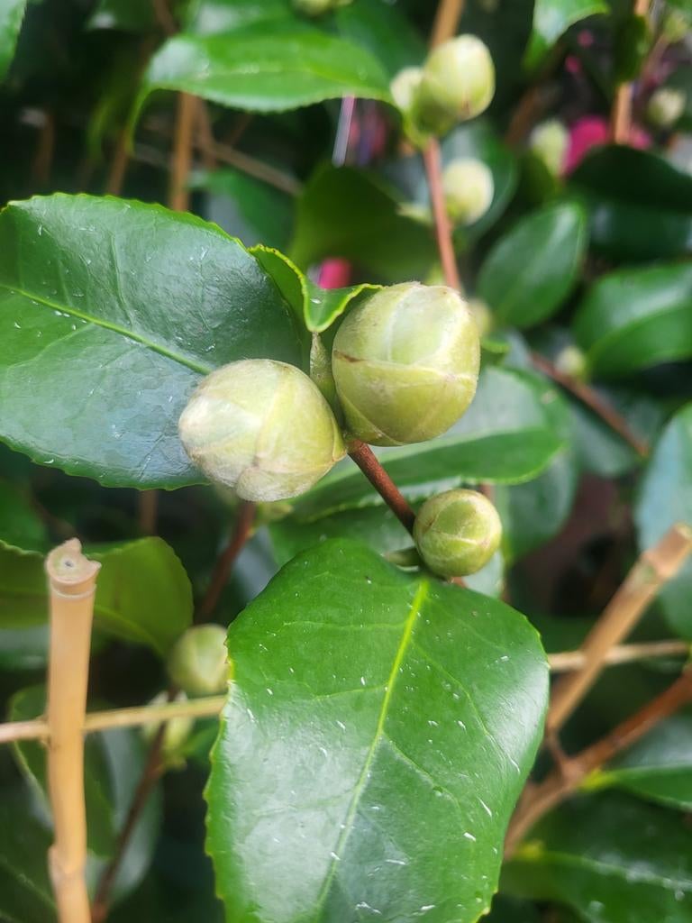 Cammelia planten spotgoedkoop, Ophalen of Verzenden, Overige soorten, Minder dan 100 cm