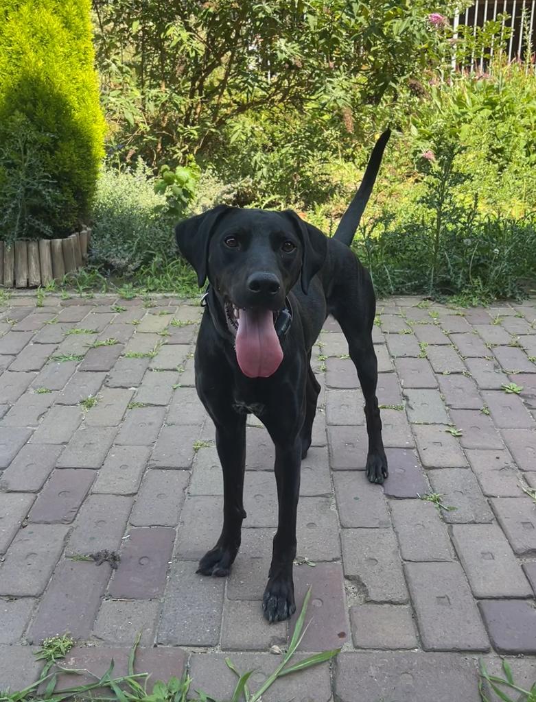 Labrador Duitse staande mix hond te koop, Particulier, Buitenland, Parvo, Eén hond
