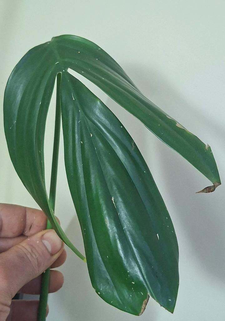 Philodendron Dragon Tail, Huis en Inrichting, Kamerplanten, Ophalen of Verzenden, Halfschaduw, Minder dan 100 cm