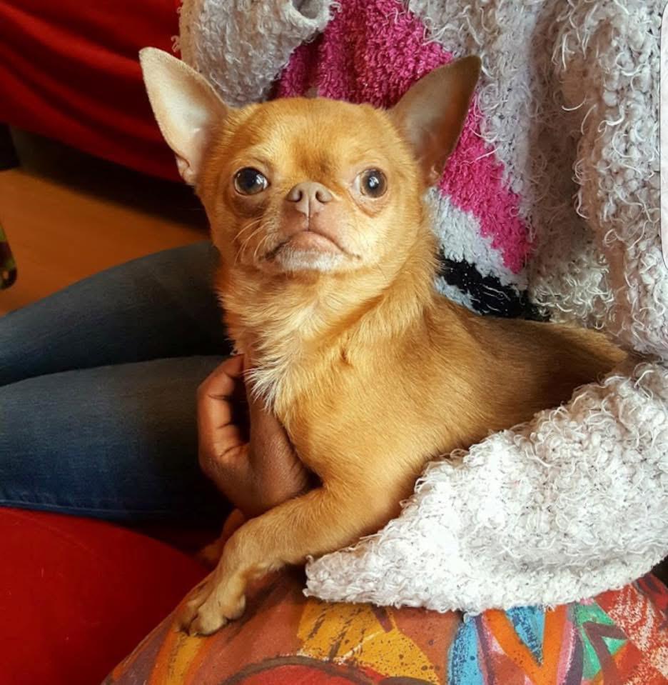 Met pijn in ons hart: lieve chihuahua Woefie (11), 6 jaar of ouder, Reu, Parvo, Eén hond
