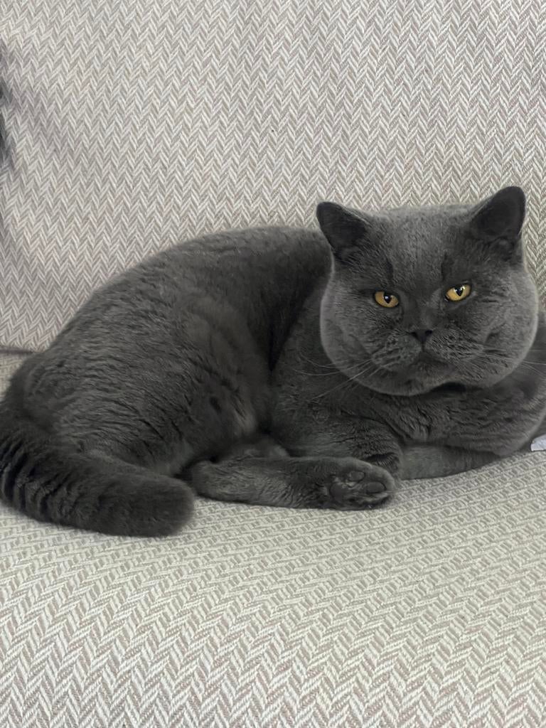 Britse Korthaar Dekkater MET DEKKINGGARANTIE, 0 tot 2 jaar
