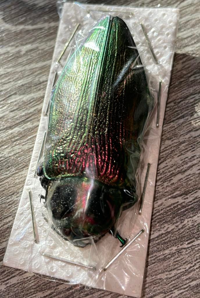 Kever, Dieren en Toebehoren, Insecten en Spinnen