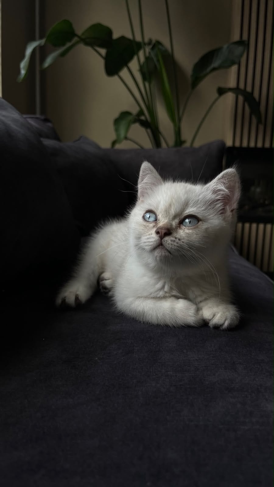 Witte britse korthaar katertje 🤍, Kater, Kortharig, 0 tot 2 jaar