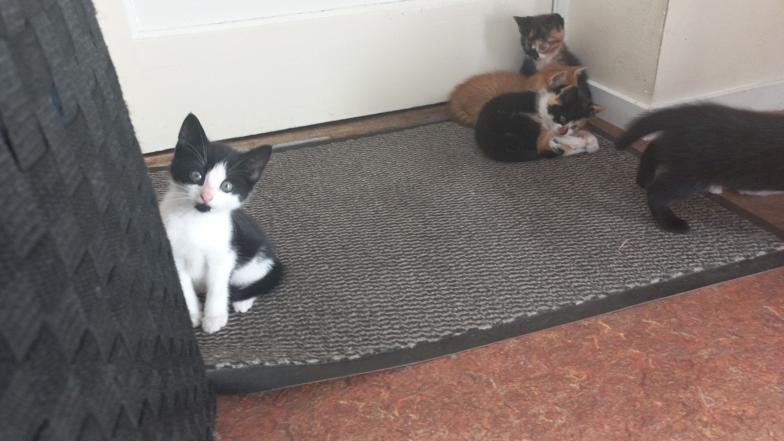 boerderijkittens, Meerdere dieren, 0 tot 2 jaar