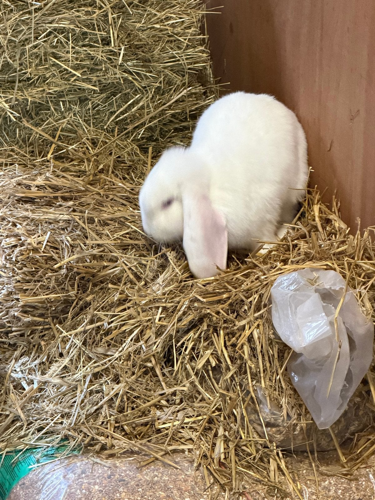 Franse hangoor Ram Gratis, Dieren en Toebehoren, Mannelijk, Groot, Hangoor, 0 tot 2 jaar