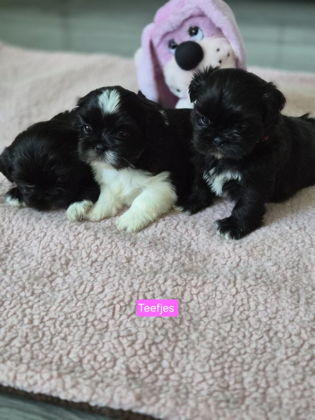 Mooie shih tzu pups, Parvo, Overige rassen, 8 tot 15 weken, Meerdere
