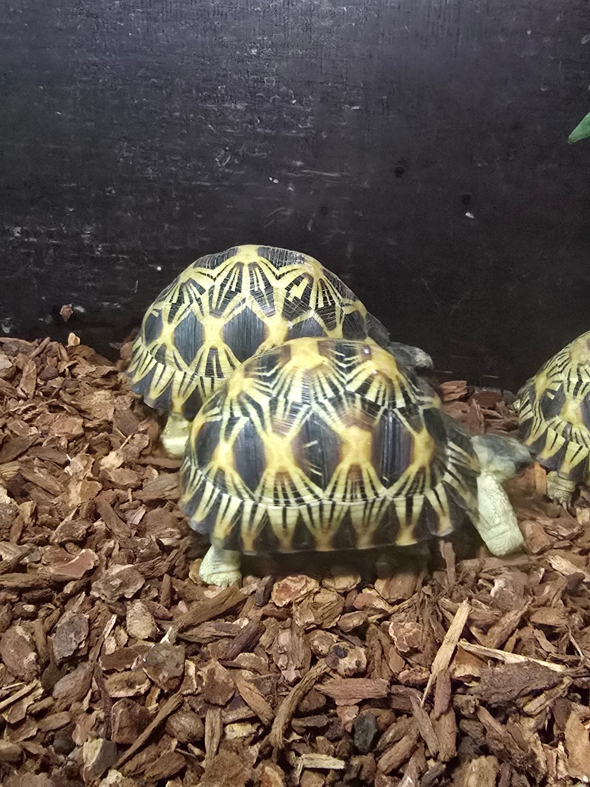 Prachtige stralenschildpadden (Astrochelys radiata) Tortoise photo 6