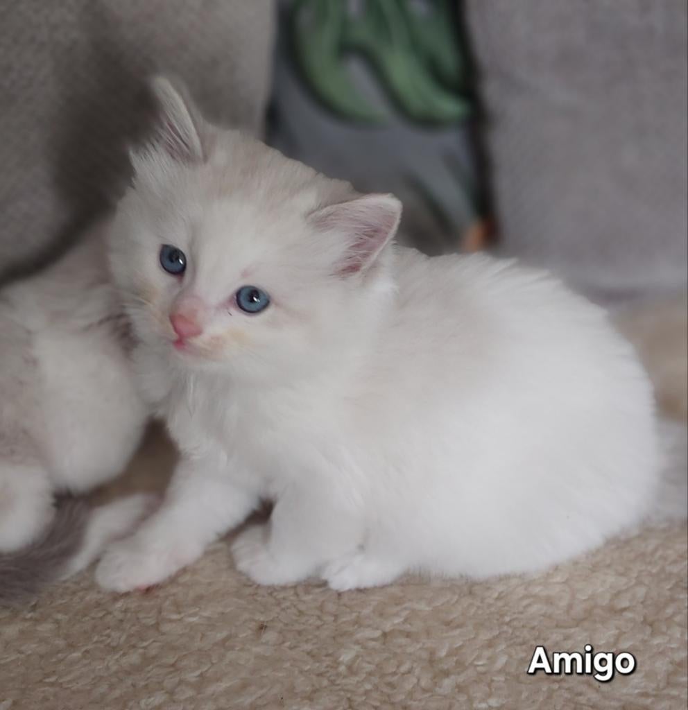 Ragdoll kittens, met stamboom uit geteste ouders, Met stamboom