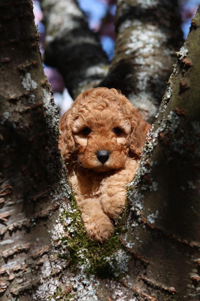 Prachtige Cockapoo pups, puppy’s, Dieren en Toebehoren, Parvo, Overige rassen, 8 tot 15 weken, Meerdere