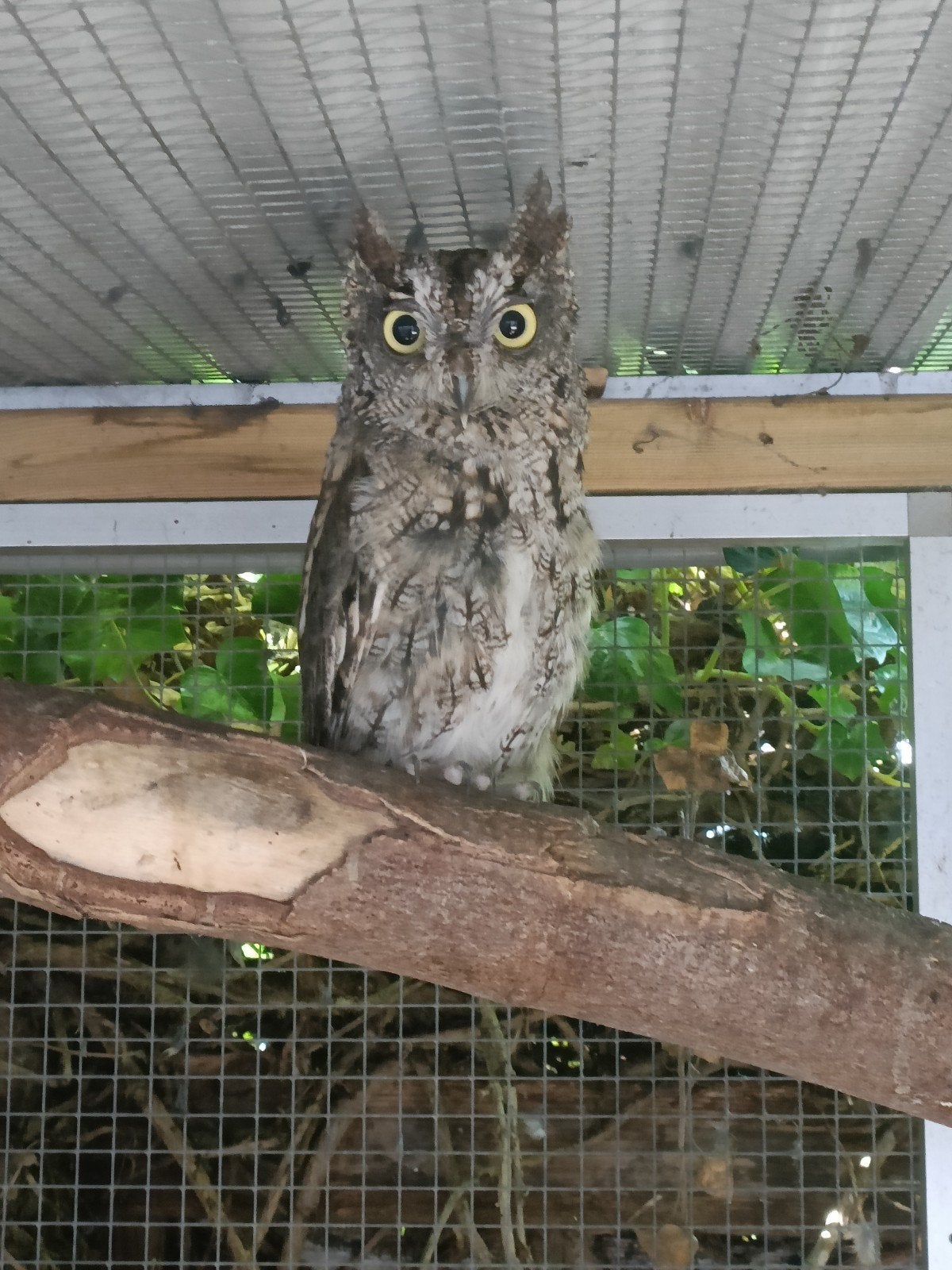 Koppel Westerse schreew uilen otus megascops kennicotti, Mei, Meerdere dieren