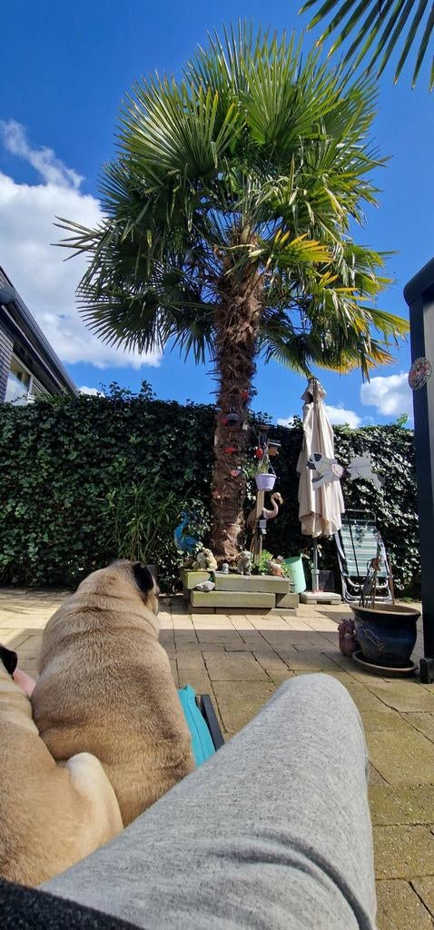 Mooie palmboom, 100 tot 250 cm, Zomer, Palmboom, Ophalen