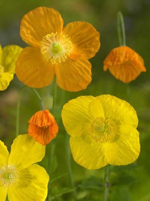 Schijnpapaver zaden, Meconopsis Cambrica, Tuin en Terras, Verzenden, Halfschaduw