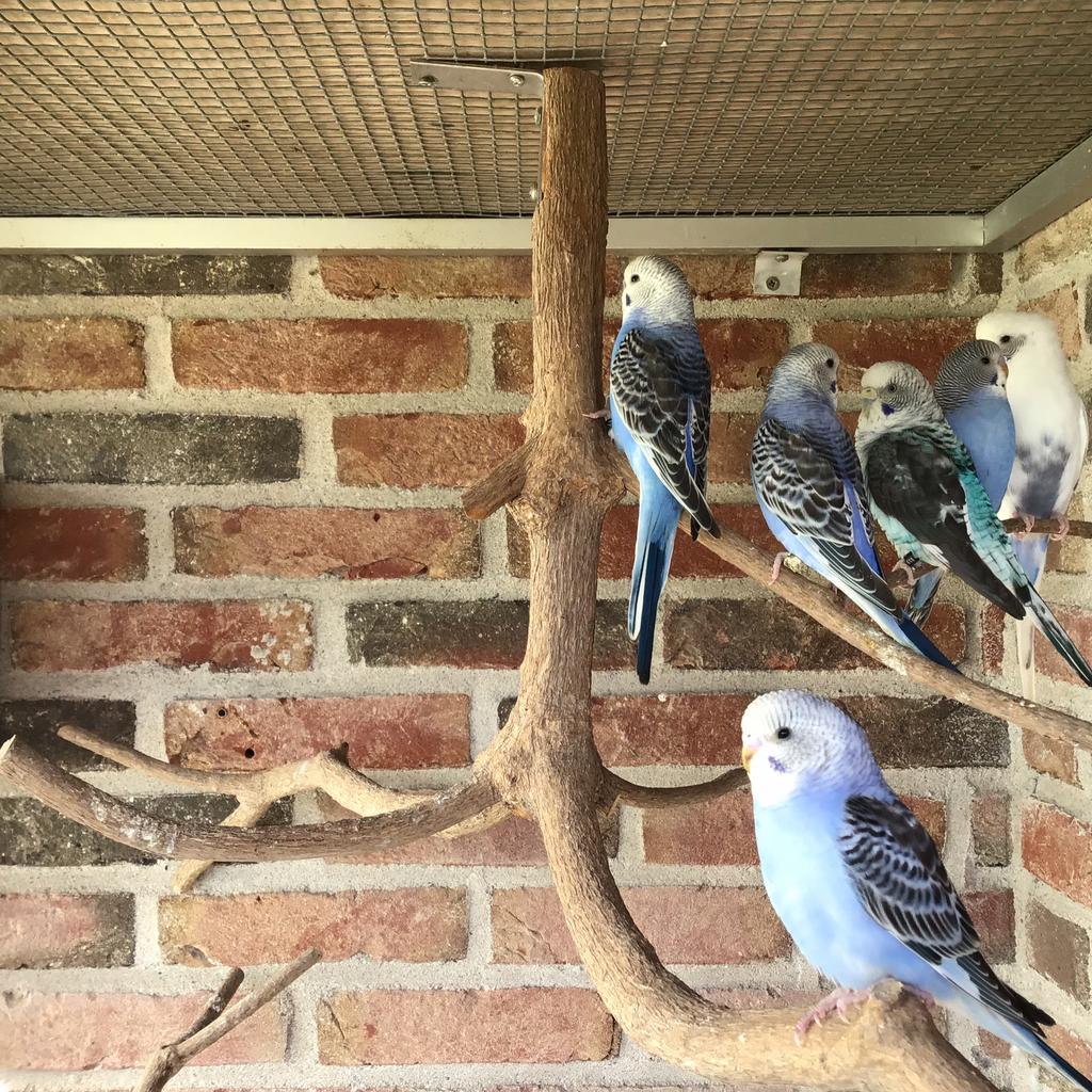 Te koop, Dieren en Toebehoren, Meerdere dieren, Parkiet