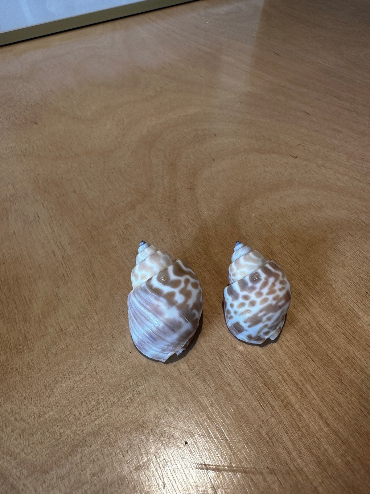 2 mooie schelpen, 4 en 3 cm, Ophalen of Verzenden, Gebruikt