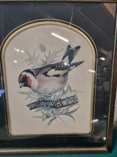 vogel prenten david andrews drie stuks vintage, Huis en Inrichting, Ophalen of Verzenden, 'T Olde Gre-j, Info@toldegrej.nl, Endepoelstraat 20f Didam