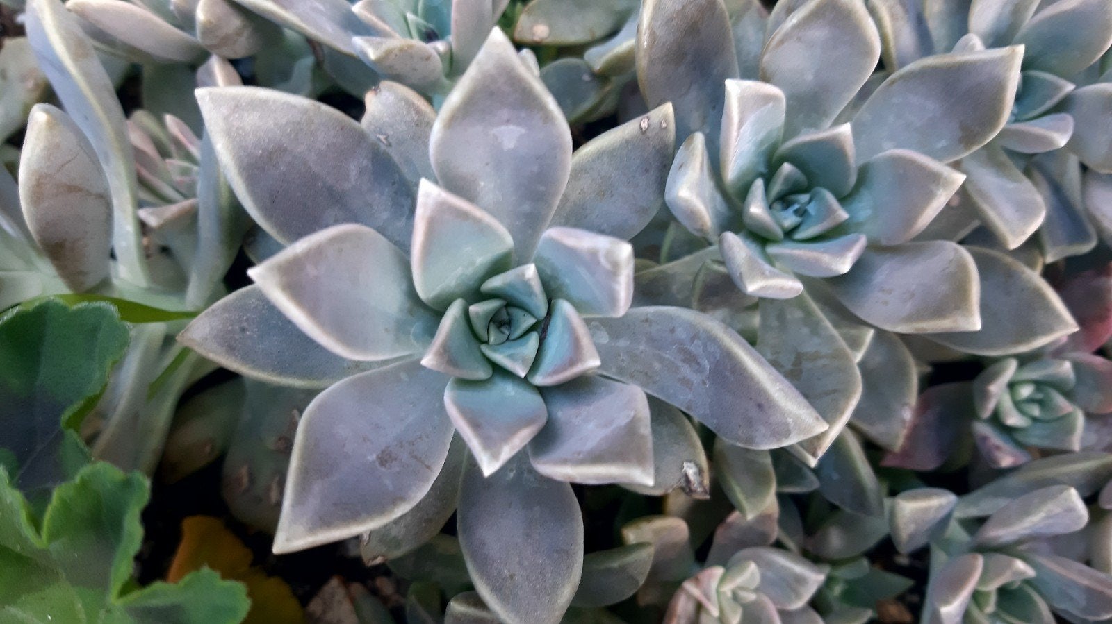 Graptoveria(vetplant,succulent), Ophalen of Verzenden, Halfschaduw, Minder dan 100 cm