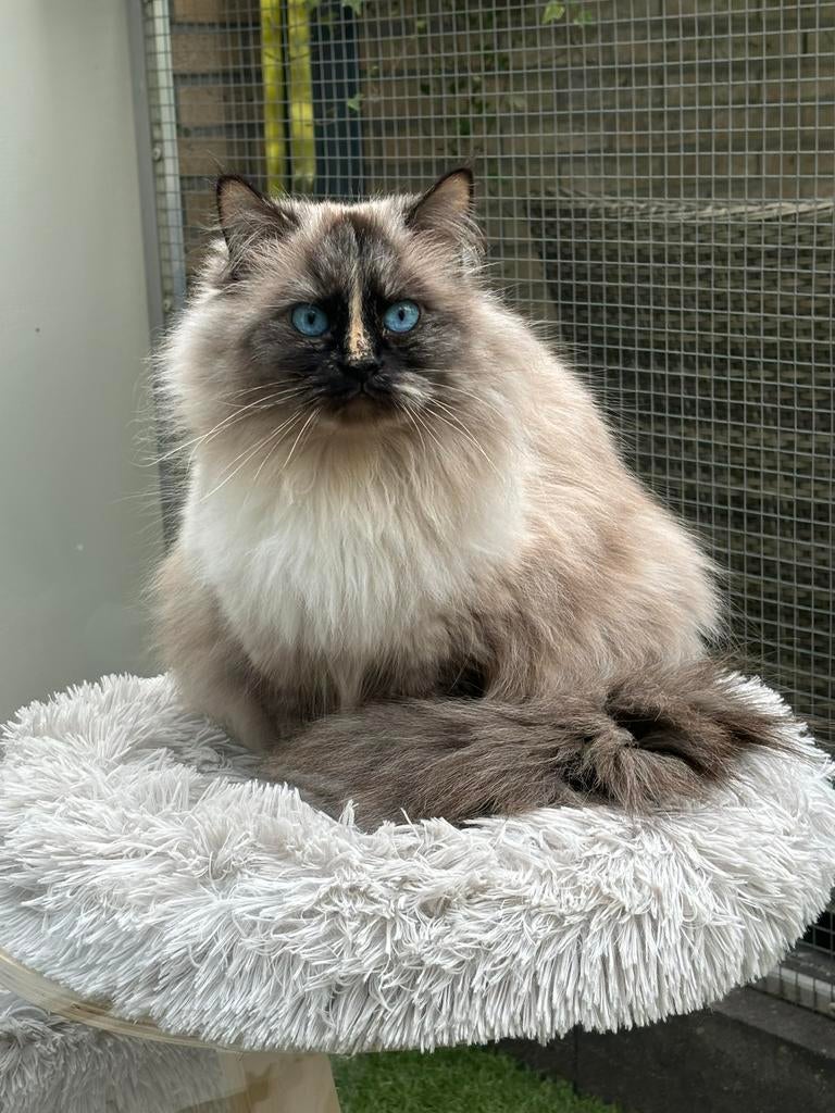 Siberische neva masquerade kittens verwacht eind mei, Meerdere dieren, Met stamboom, 0 tot 2 jaar