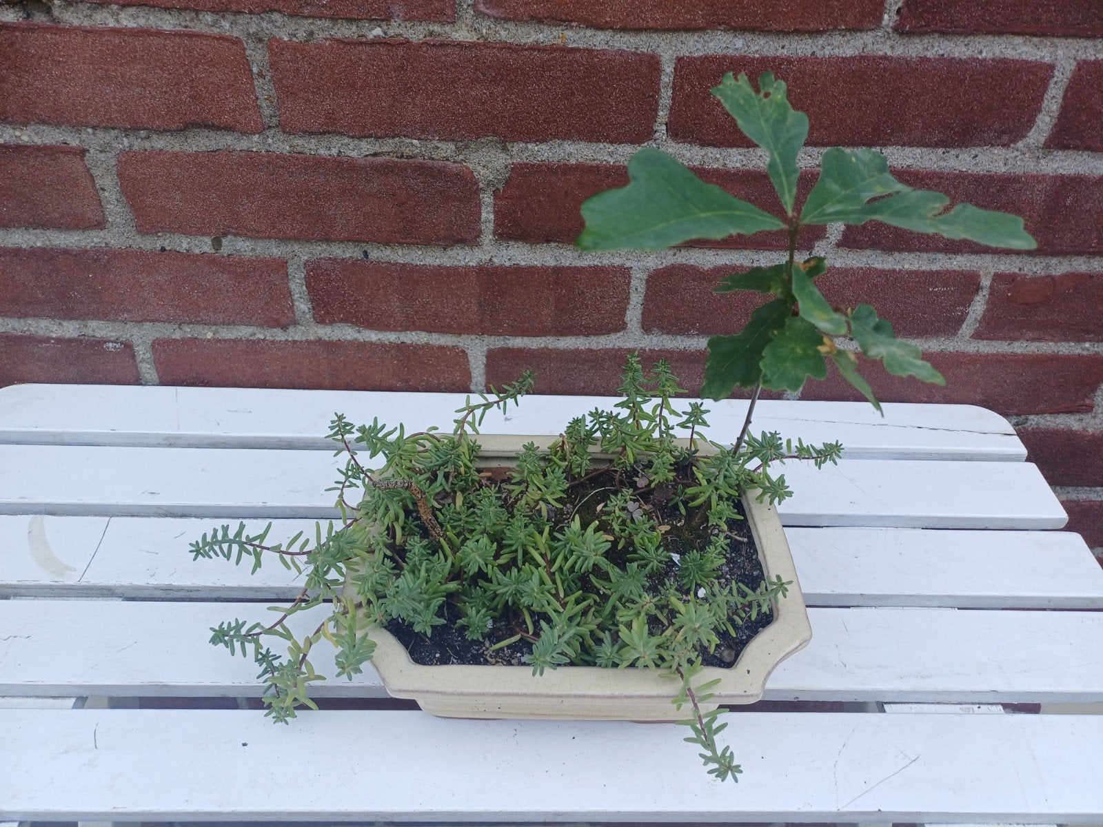 Eiken boompje met Sedum in bonsaischaal, Volle zon, Vaste plant, Bloeit niet, Ophalen