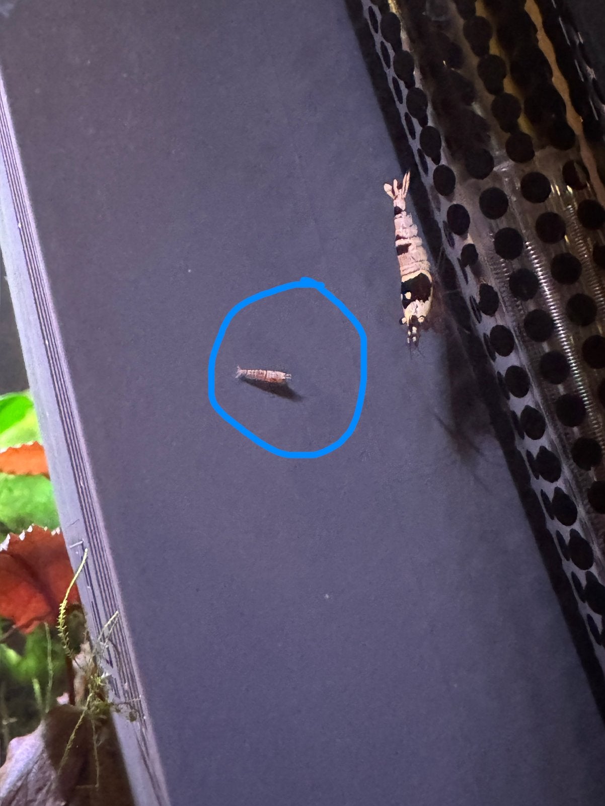 Uitgeselecteerde garnaal van crystal black garnaal!, Dieren en Toebehoren, Kreeft, Krab of Garnaal