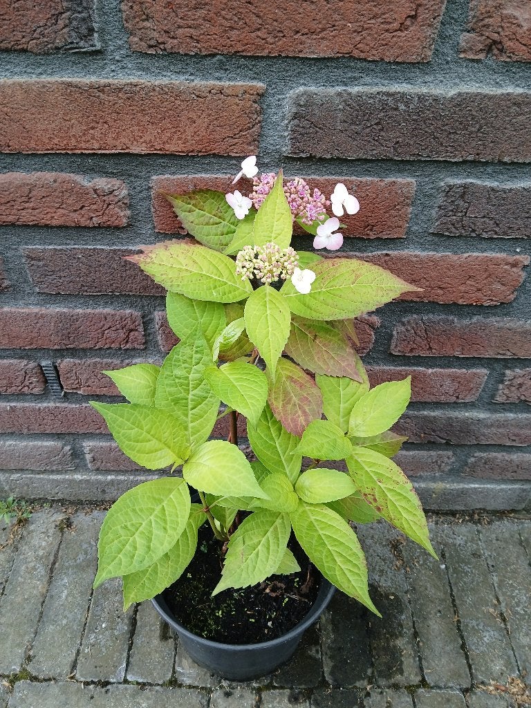 Te koop licht roze met wit (scherm)hortensia H46 cm B23 cm, Tuin en Terras, Planten | Tuinplanten, Vaste plant, Halfschaduw, Zomer
