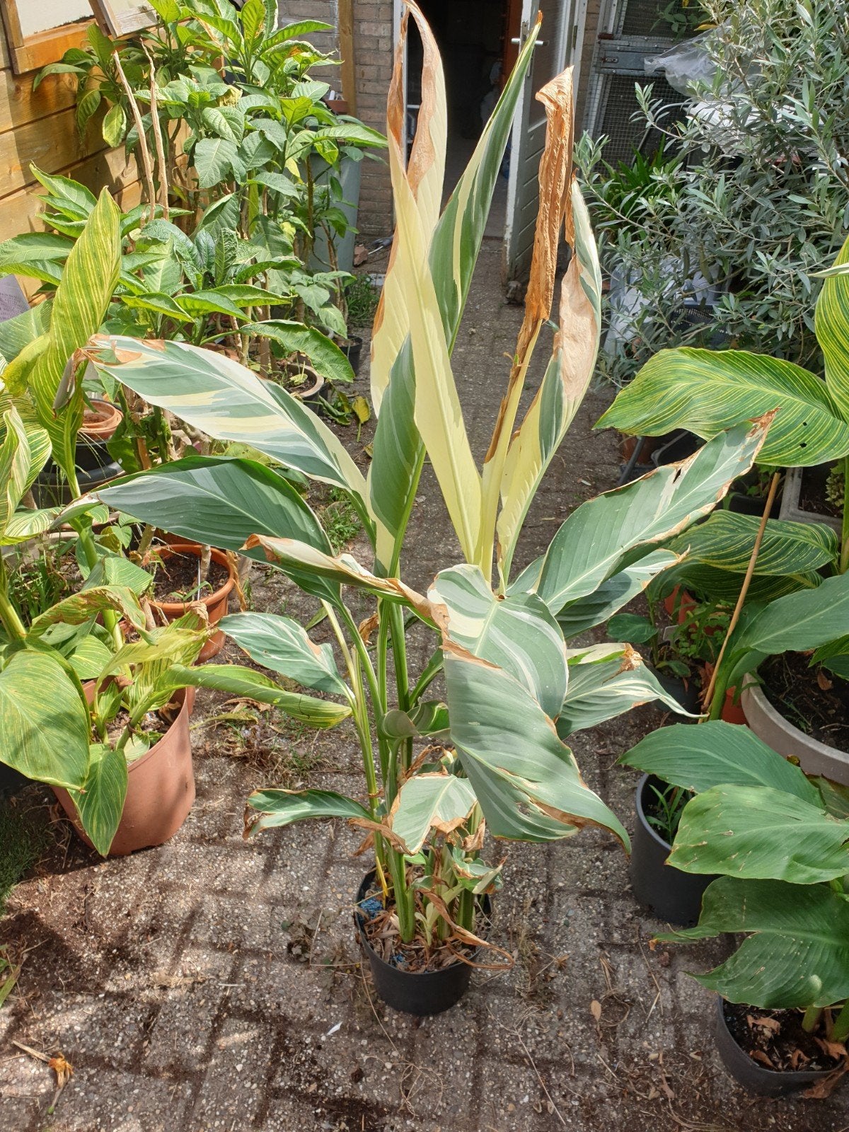 CANNA STUTTGART, Ophalen, Volle zon, Knol