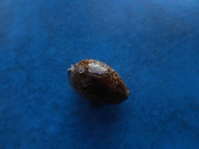 Schelpen: Cypraea arabicula Lamarck gem 19,5mm, Ophalen of Verzenden, Schelp(en)