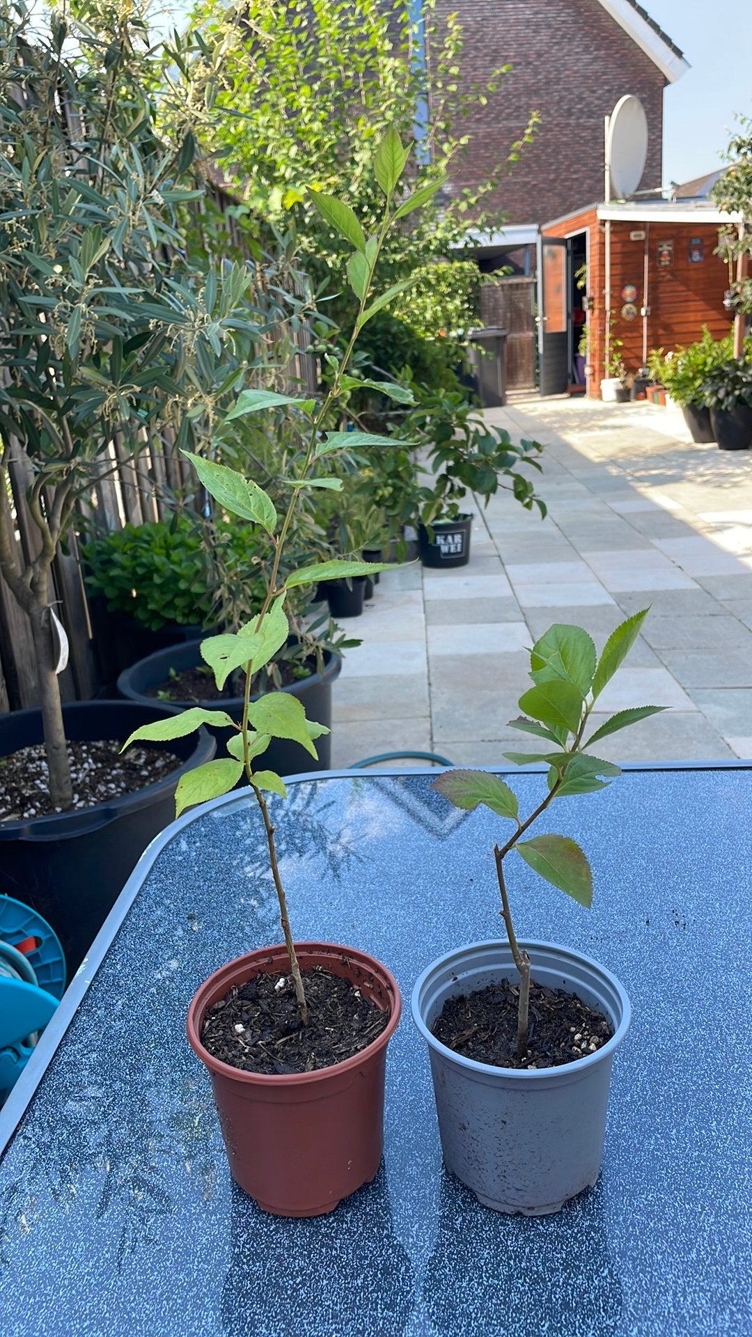 Pruim en kers plantjes, Tuin en Terras, Planten | Fruitbomen, Ophalen, Minder dan 100 cm, Overige soorten, Zomer