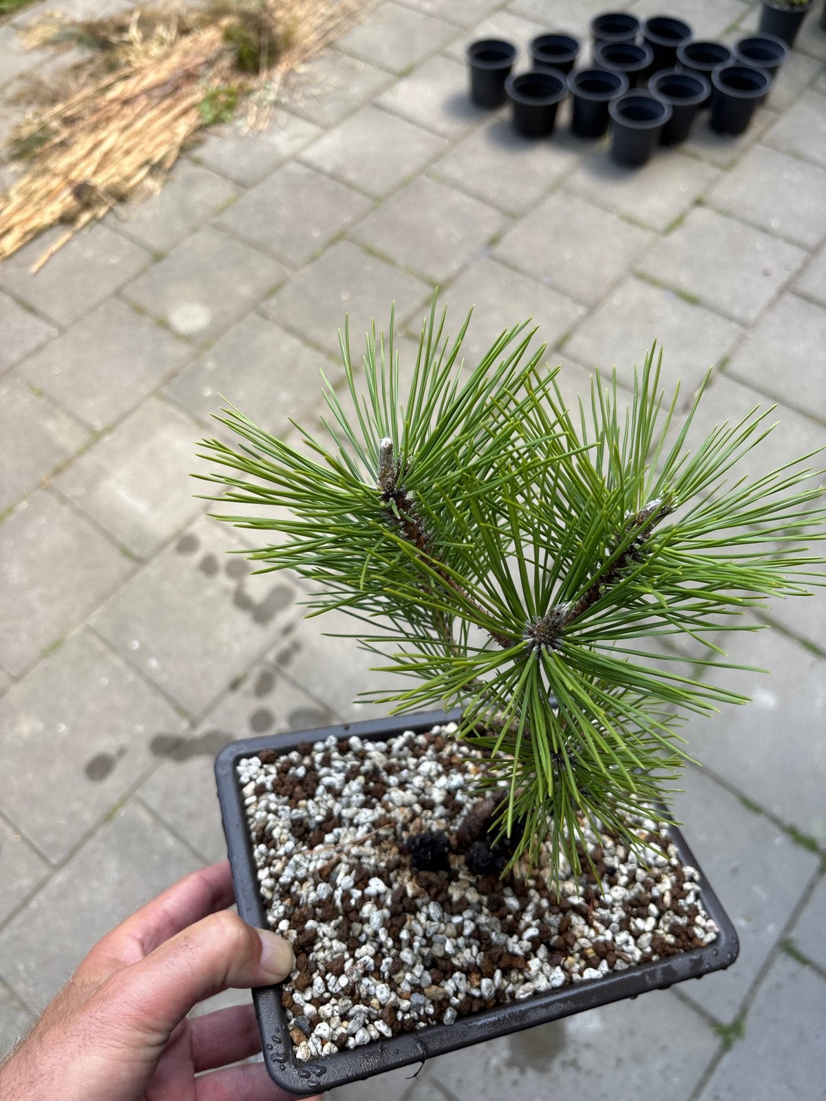 Japanse Zwarte Den Bonsai - Pinus Thunbergii, Tuin en Terras, Volle zon, Vaste plant, Bloeit niet, Ophalen