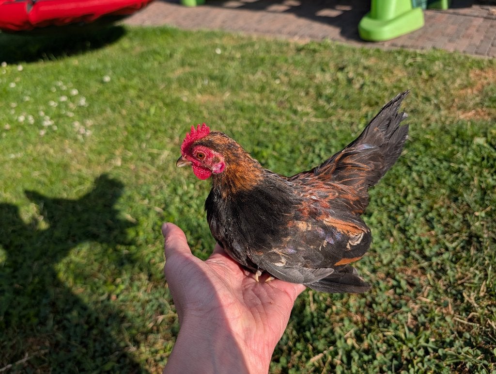 Lieve serama haantjes zoeken een goed huisje, Dieren en Toebehoren, Mannelijk, Kip