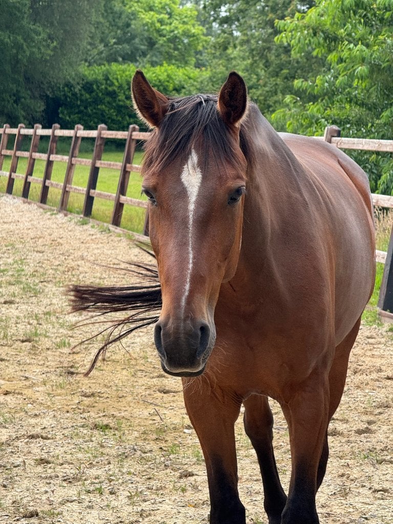 Lief paard weidemaatje recreatie, Ruin, Niet van toepassing, 7 tot 10 jaar, 160 tot 165 cm