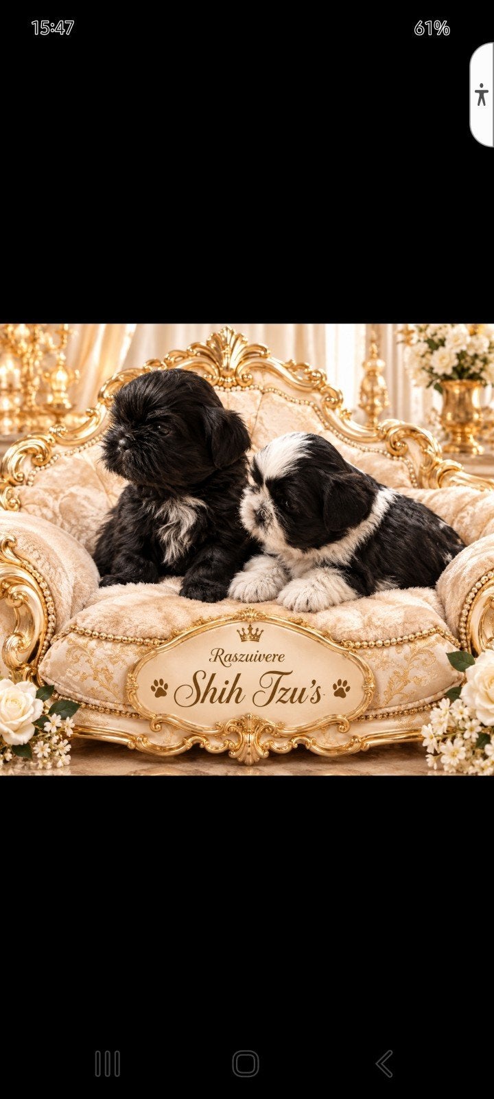 raszuivere Shih tzu pups, Dieren en Toebehoren, 8 tot 15 weken, CDV (hondenziekte), Meerdere, Nederland