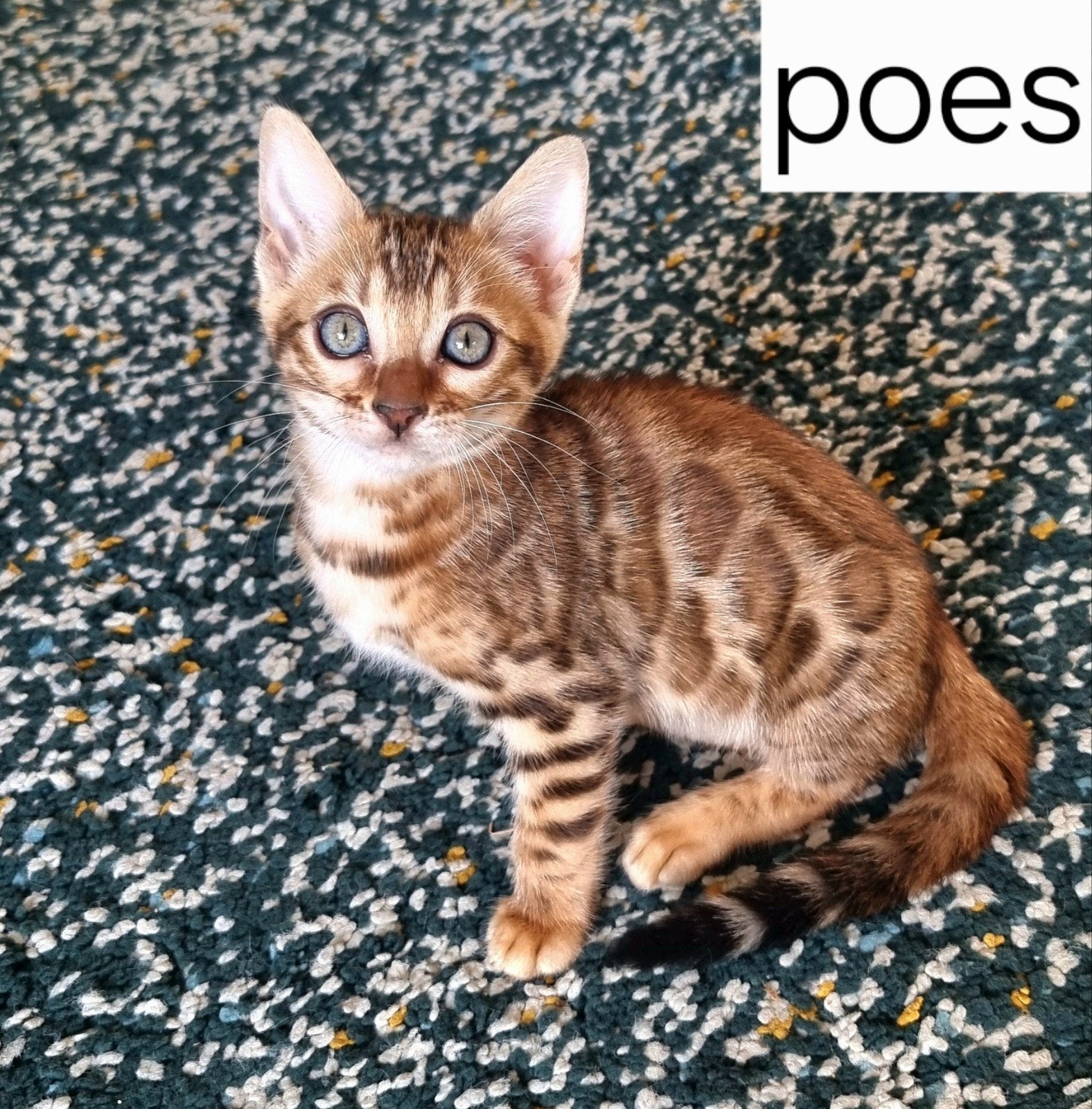 Bengaal kittens met stamboom beschikbaar, Dieren en Toebehoren, Meerdere dieren, Met stamboom, 0 tot 2 jaar