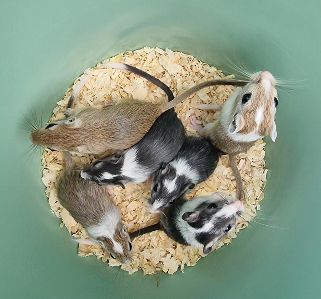 Super lieve jonge gerbils tam en nieuwsgierig, Dieren en Toebehoren, April, Meerdere dieren, Tam