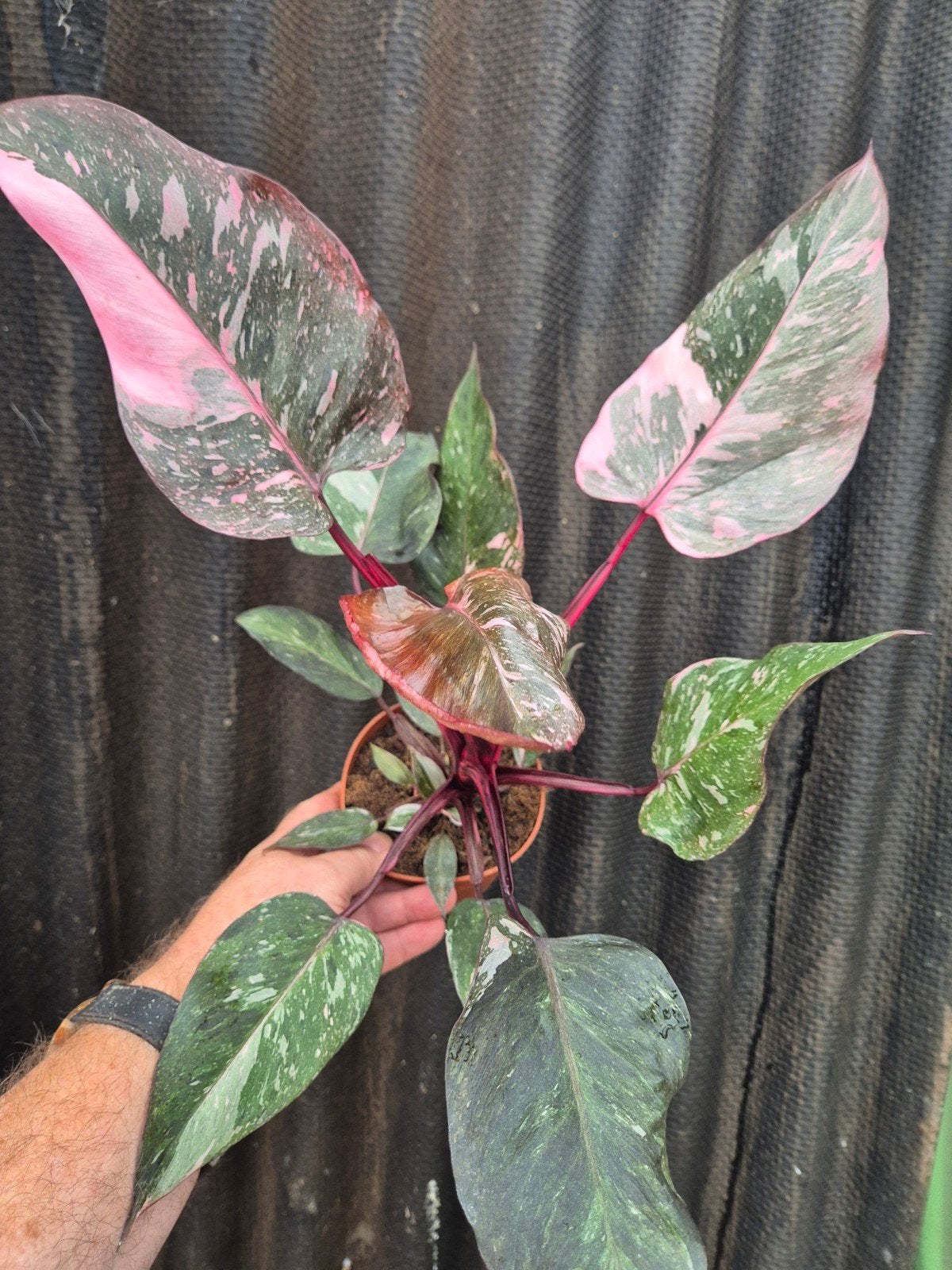 Philodendron Pink Princess Marble p12 (6), Huis en Inrichting, Kamerplanten, Ophalen of Verzenden, Halfschaduw, Minder dan 100 cm
