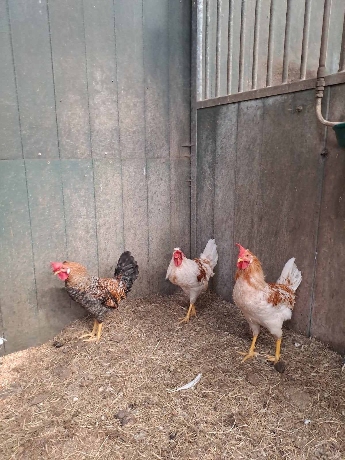 Haan, Dieren en Toebehoren, Mannelijk, Kip