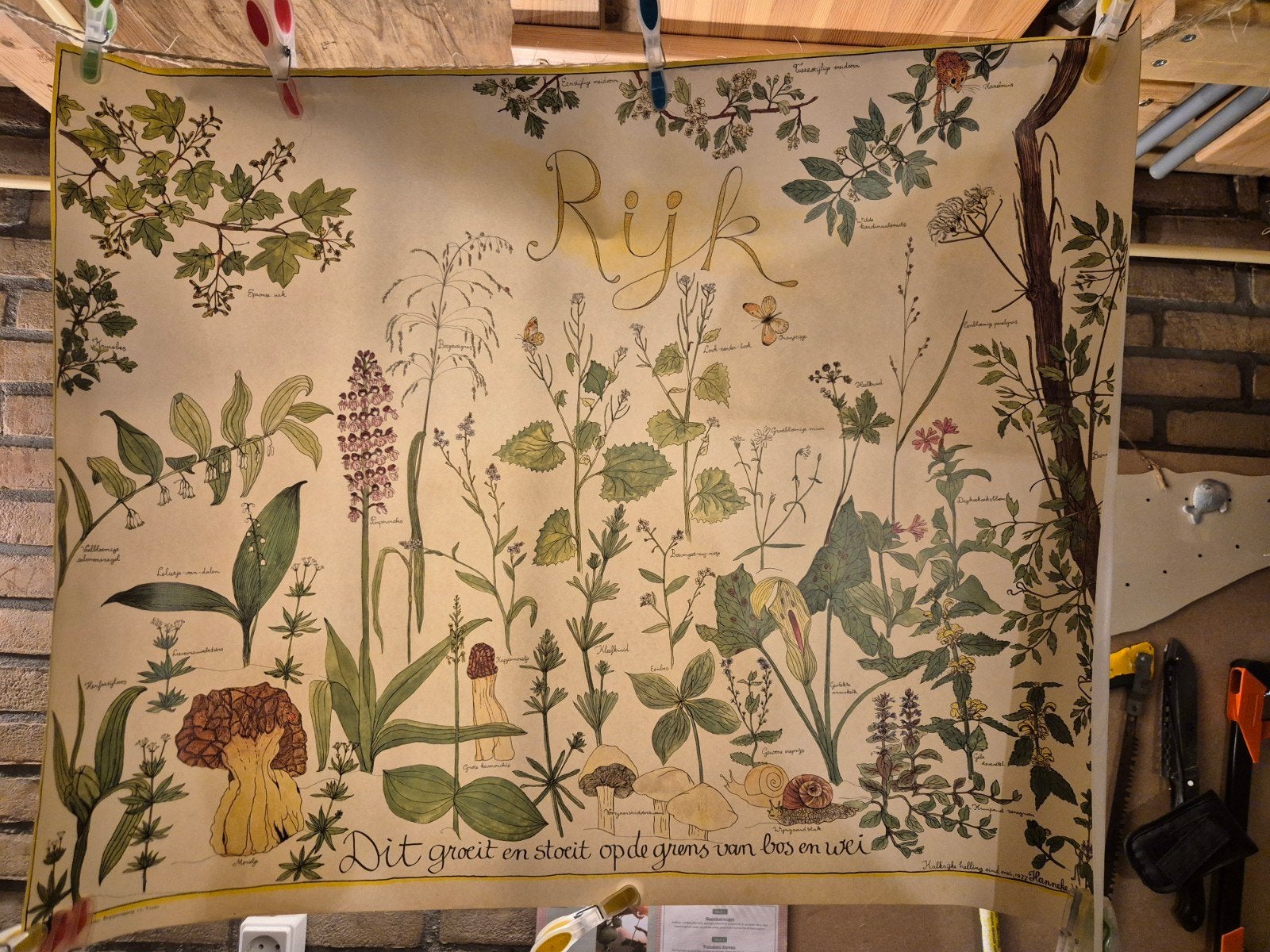 Vintage Poster Rijk - Botanische Illustraties 60x70cm, Ophalen of Verzenden