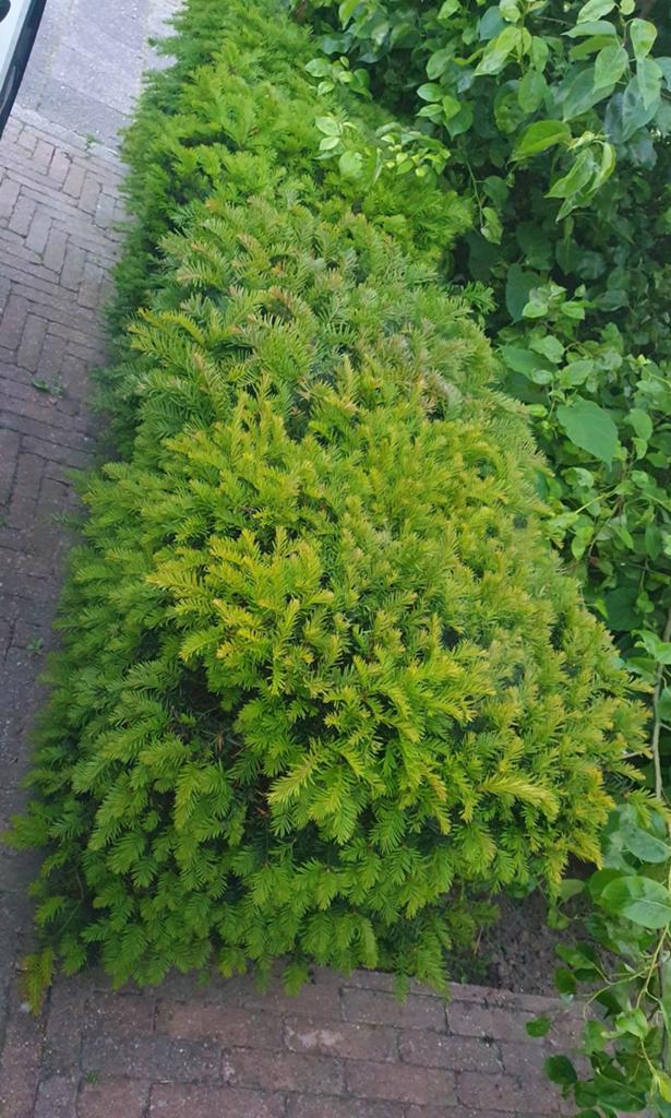 8 meter taxus heg gratis!, Ophalen, Taxus, Haag, Minder dan 100 cm