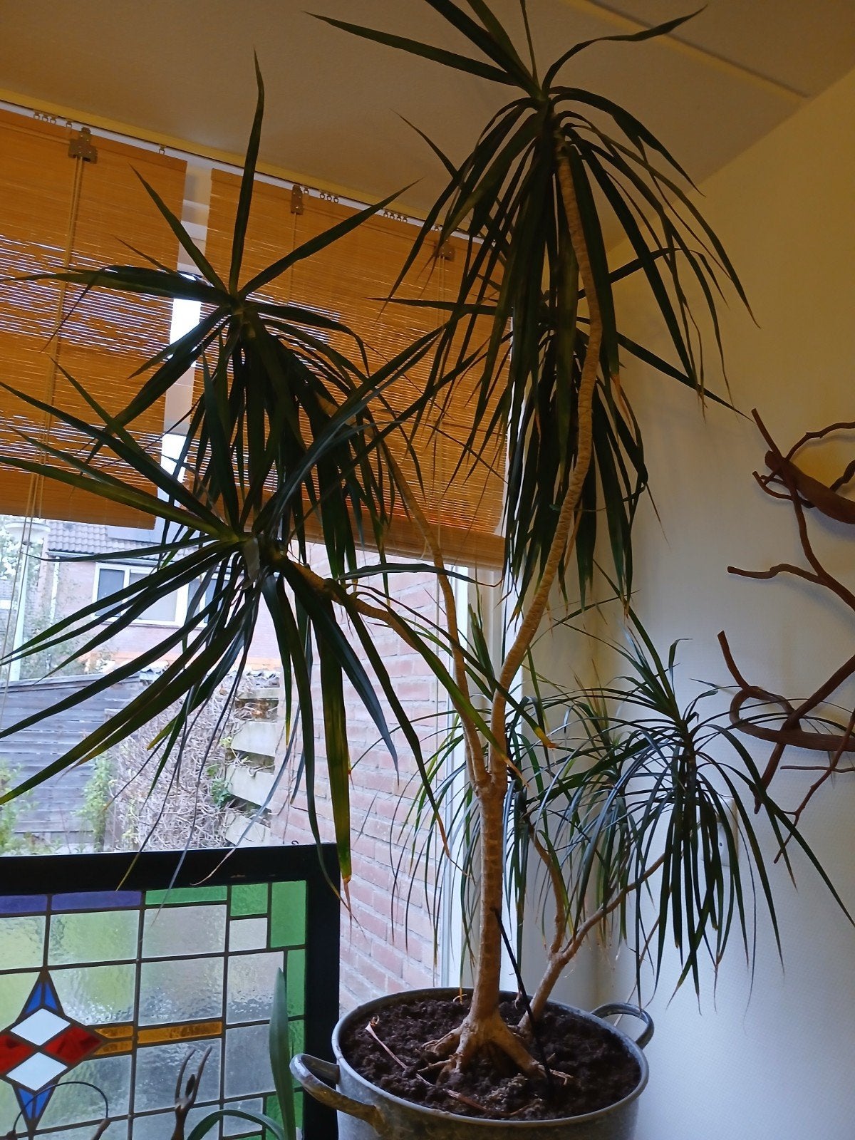 Dracaena marginata, Ophalen, Halfschaduw, Minder dan 100 cm