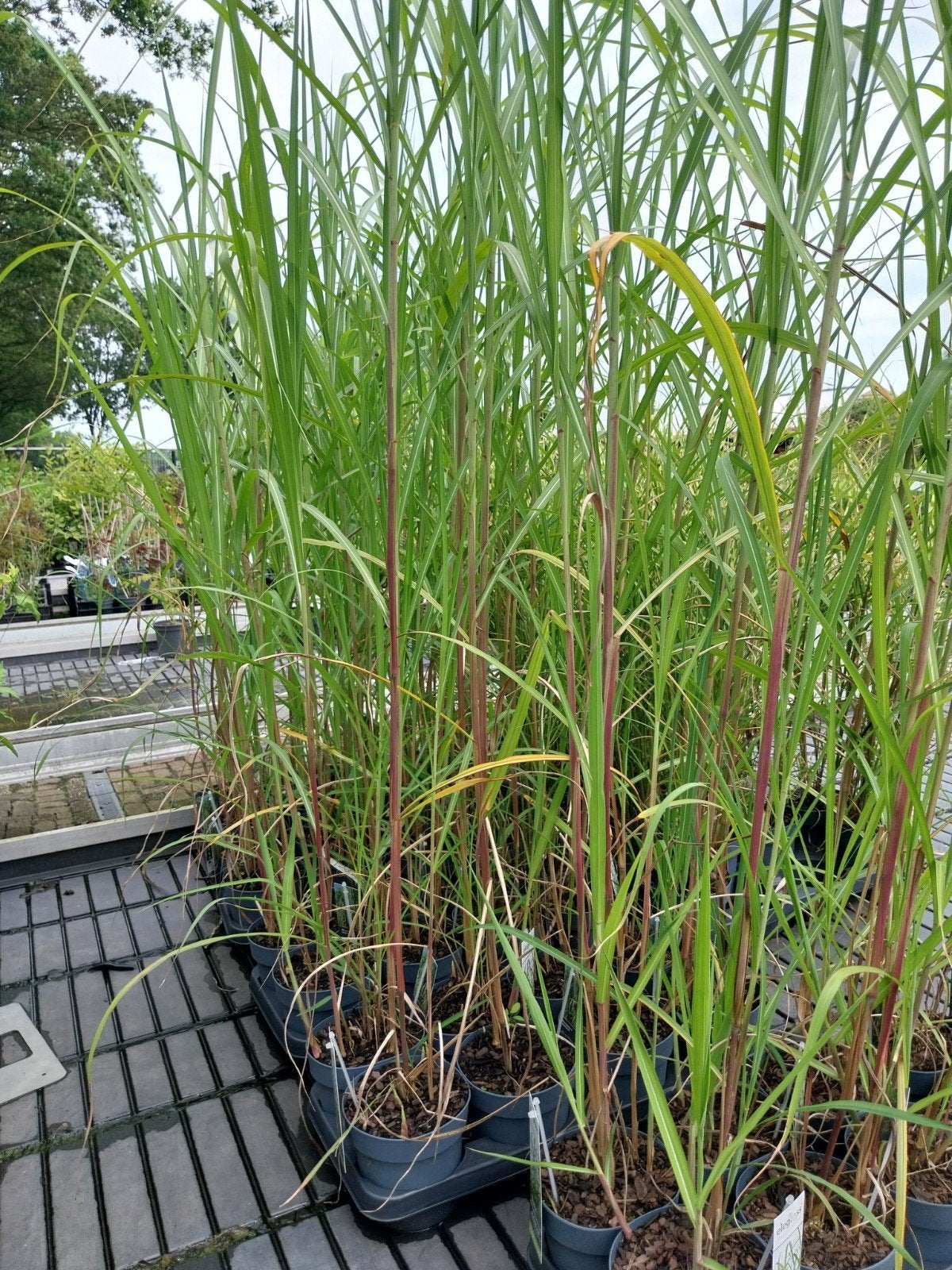 Miscanthus giganteus, Ophalen