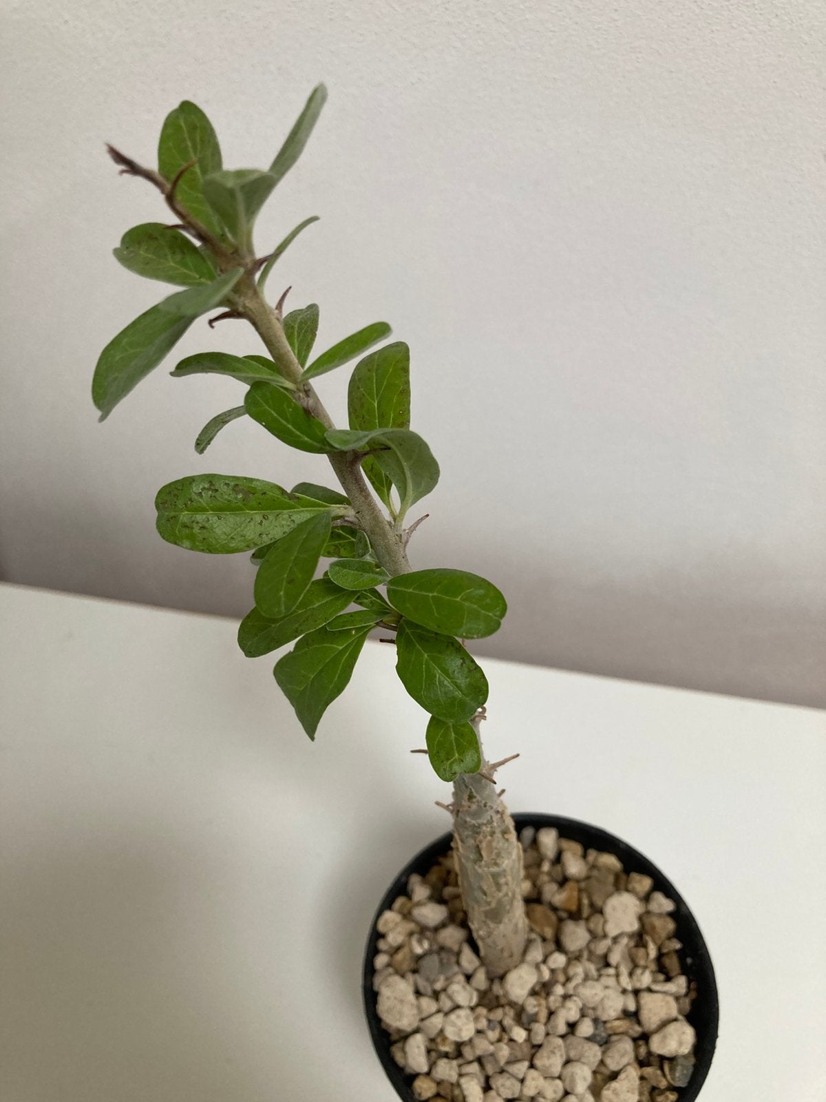 Sesamothanus Busseanus, Huis en Inrichting, Kamerplanten, Vetplant, Ophalen of Verzenden, Minder dan 100 cm, Volle zon