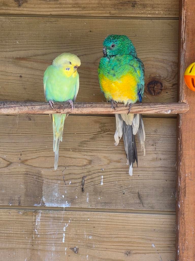 2 parkieten, Meerdere dieren, Parkiet, Geringd