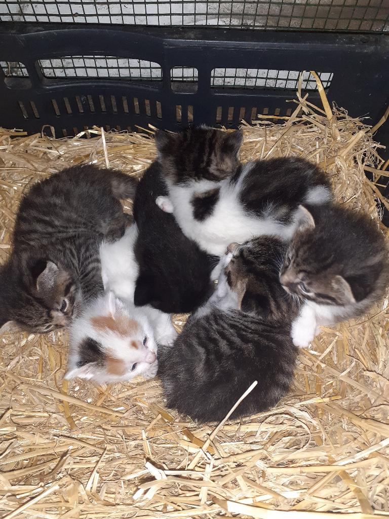 Lieve boerderij kittens te koop., Dieren en Toebehoren, Katten en Kittens | Overige Katten, Meerdere dieren, Kortharig, 0 tot 2 jaar